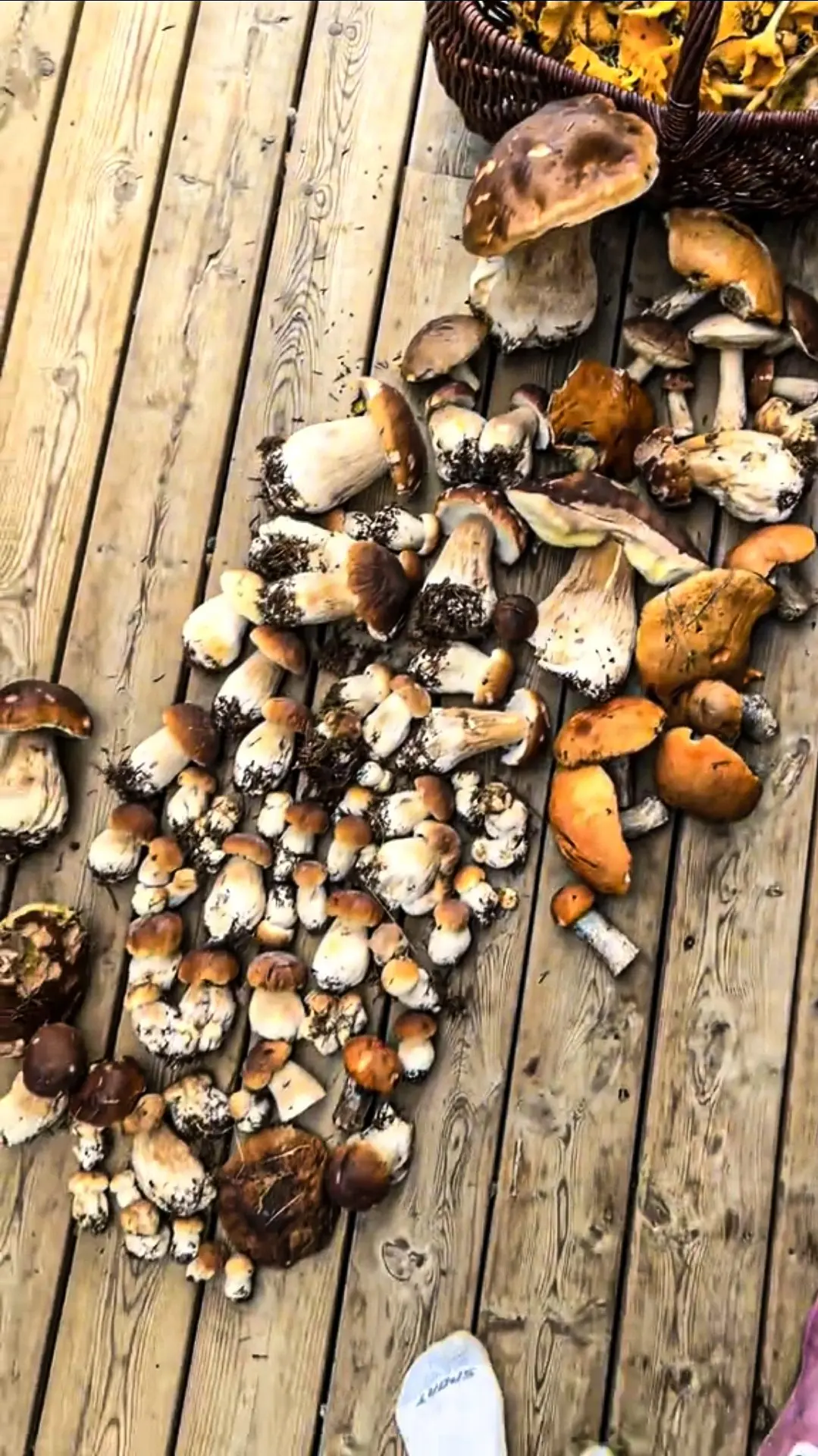 🍄 ГРИБНОЙ КУШ НА 5 СЕНТЯБРЯ! Выгребли из леса центнер белых, грибники кусают локти от ...