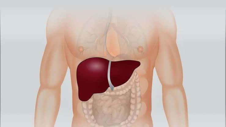 Один из самых важных органов человека носит удивительное название – печень.
Лингвисты считают, что с