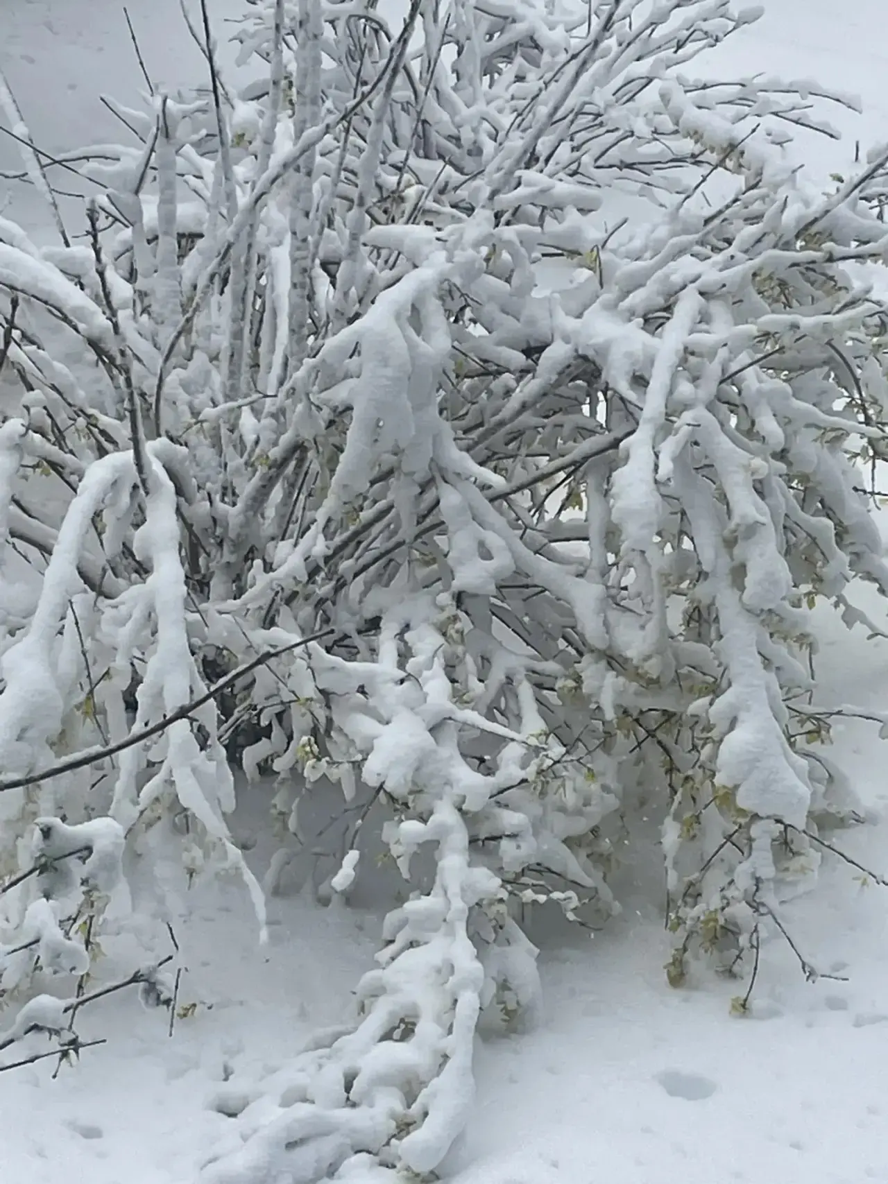 Всем доброе утро ❄️  Вот такое утро сейчас в Подмосковье.  Природа опять выдержала баланс. И восполн