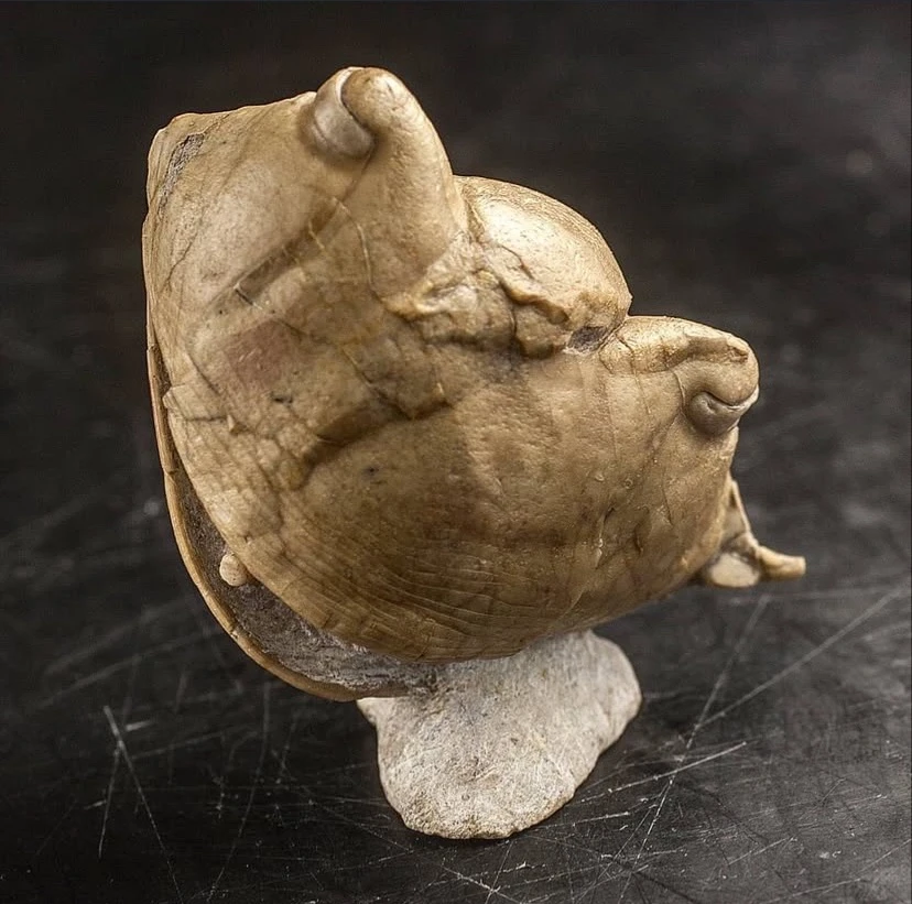 Улыбающийся здоровенный трилобит Illaenus tauricornis с реки Волхов.