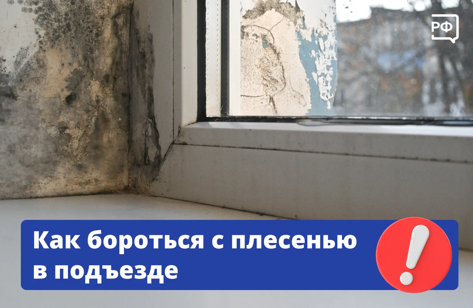 ❓ Что делать, если в подъезде завелась плесень? Ответ однозначный — не сидеть сложа руки.