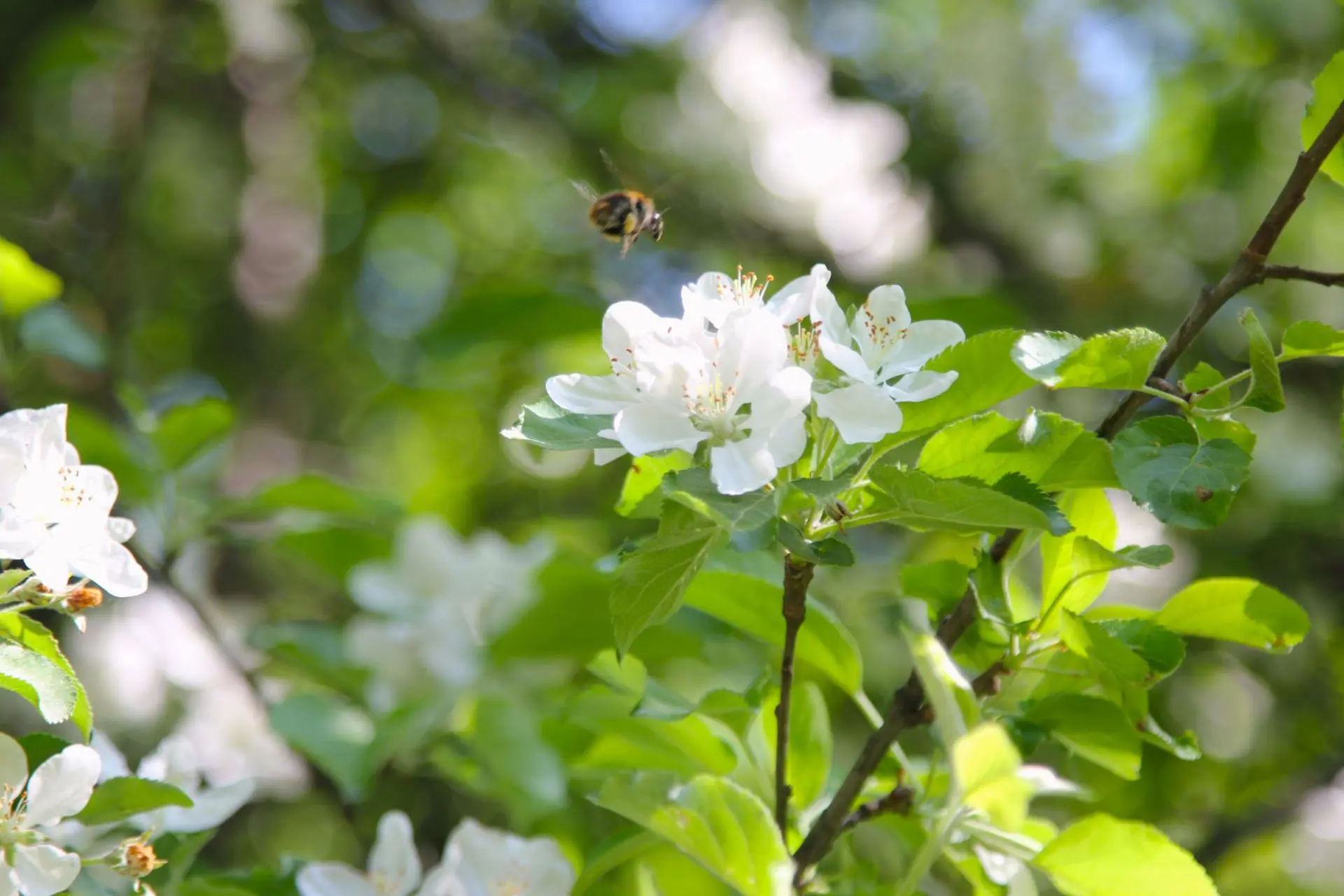 🐝  Внимание, важное сообщение от шмеля! 

Он летел мимо и строго наказал напомнить: завтра (в четве