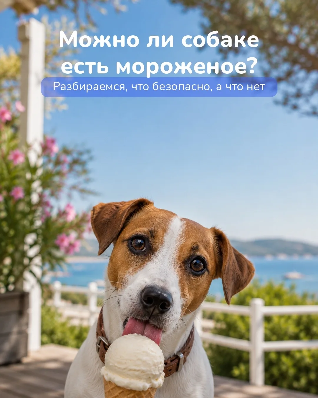 🍦 Можно ли собаке есть мороженое?

Лето — и сразу хочется поделиться с питомцем чем-то прохладным. 