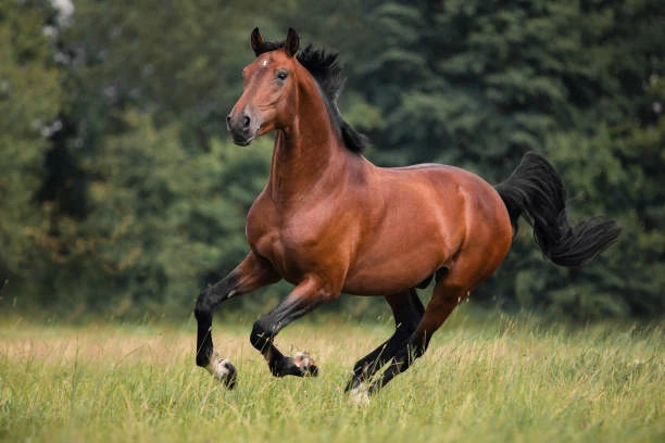 Вирусный папилломатоз у лошадей 🐴