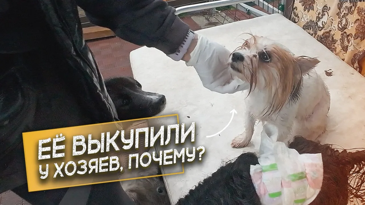 Дарина снова в эфире с пушистым апдейтом!
📺 Вчерашний сюжет теперь и в VK — смотреть тут:
👉 [СМОТР