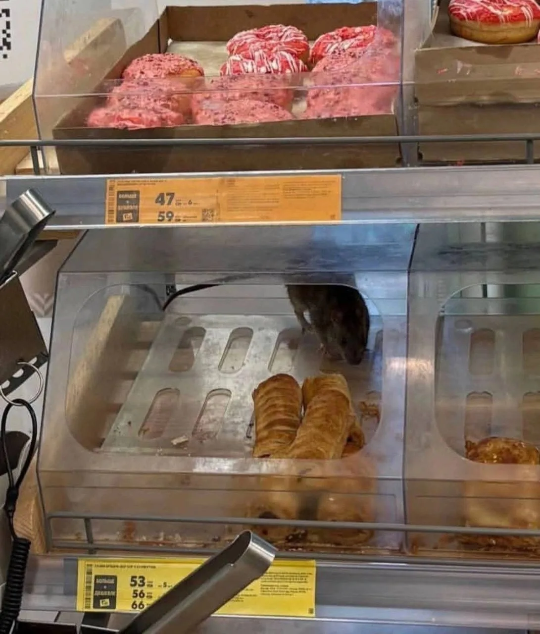 🐀 Огромная крыса устроила дегустацию выпечки в Кудрово