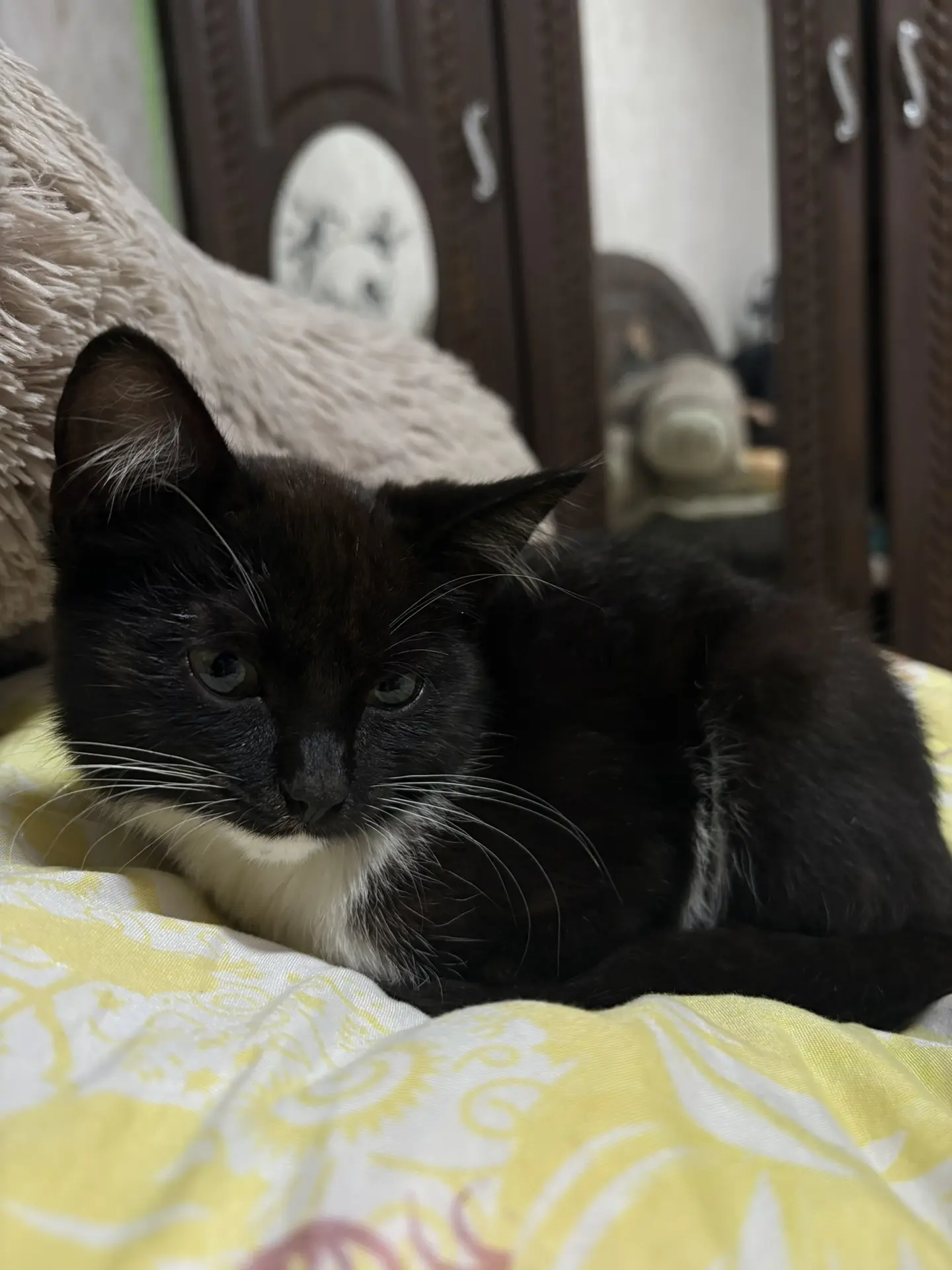 А еще у нас пополнение 🐾🐈‍⬛