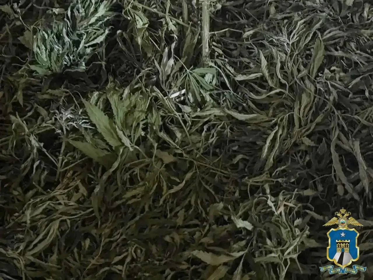 🌿🚔 Жителя Новоалександровского округа задержали с килограммом марихуаны

Полицейские получили инфо