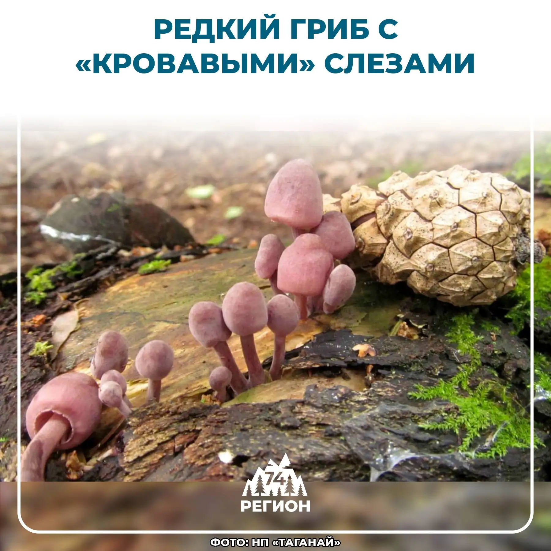 🍄 Найден редкий гриб с «кровавыми» слезами