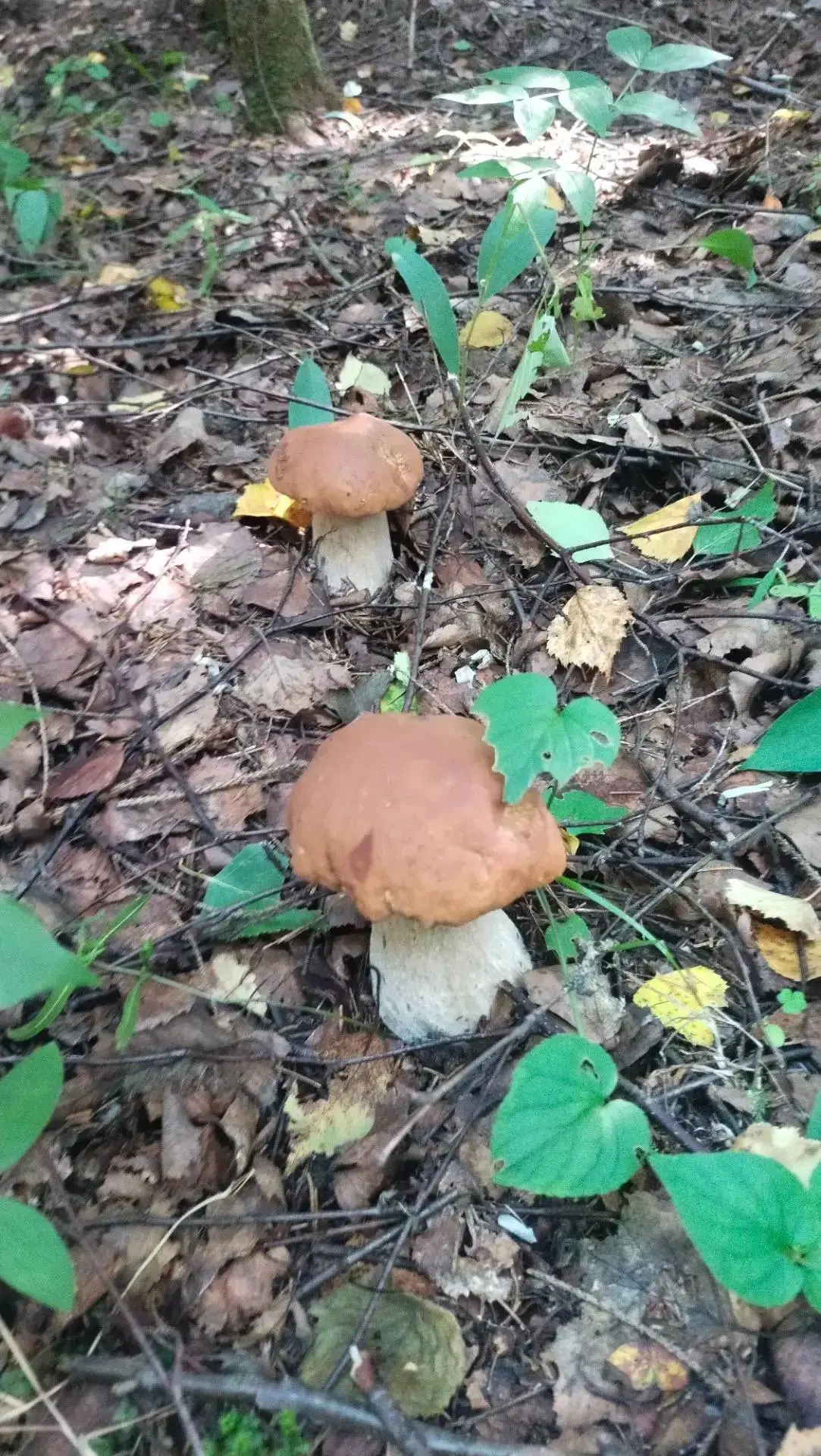 «Грибы пошли) Даниловский район, милости просим)», — пишет читать 🍄