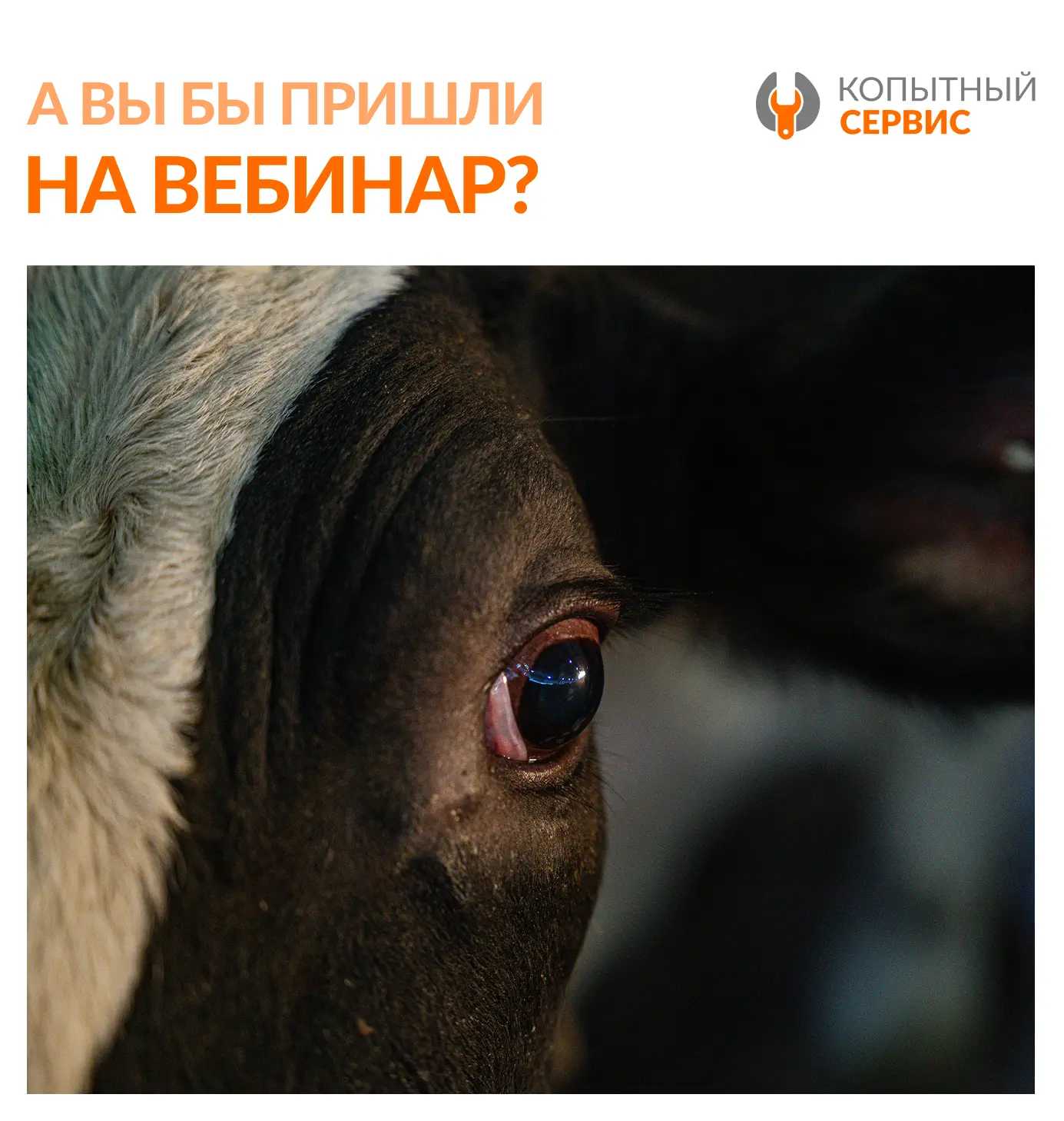 Какое-то время назад мы предоставляли возможность задать анонимный вопрос Копытному Сер...
