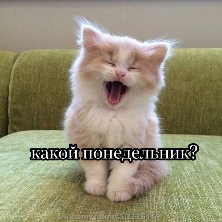 ☀️ Понедельник. Новая неделя — новый шанс