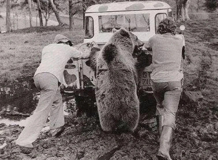 Мужчины и медведь вытаскивают машину из грязи, 1987 год.