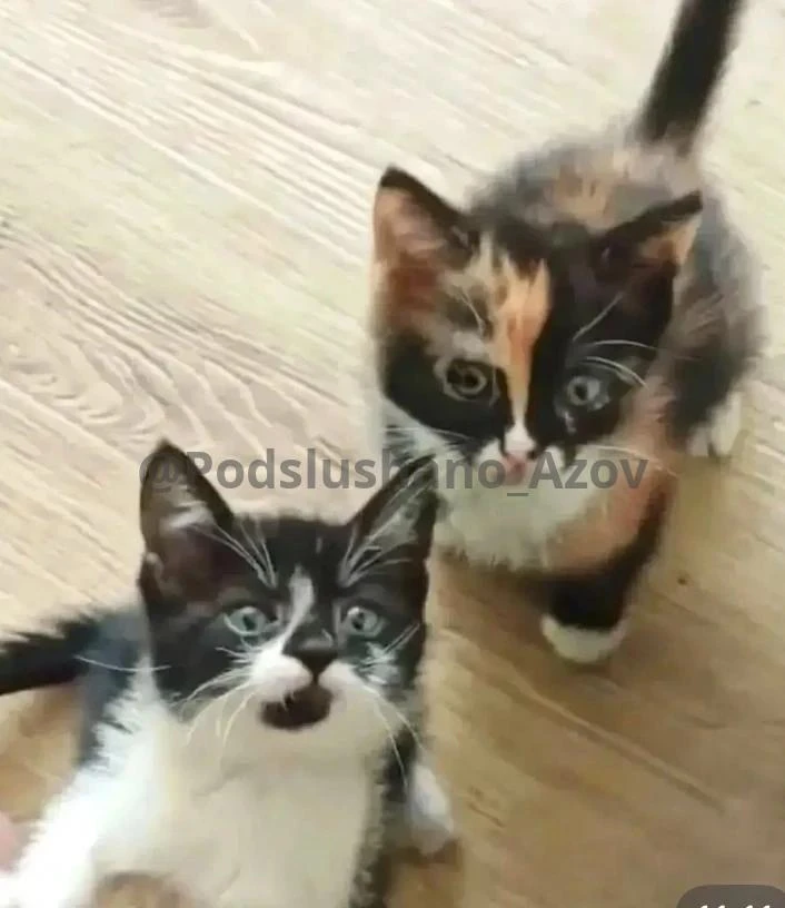 Котята в добрые руки. Девочки 2 мес, привиты, к лотку приучены.