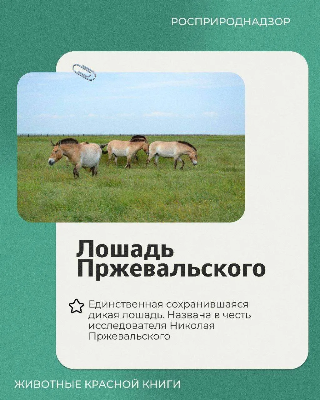 Сегодня в рубрике «Животные Красной книги» несколько фактов о лошади Пржевальского, дикой лошади, си
