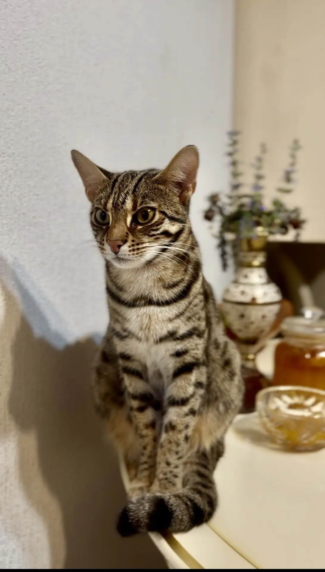 ❗️пропал кот ❗️