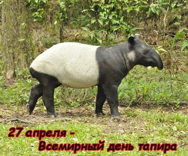 Во всём мире 27 апреля  отмечают Всемирный день тапира. История праздника началась в 2008 году.Т апи
