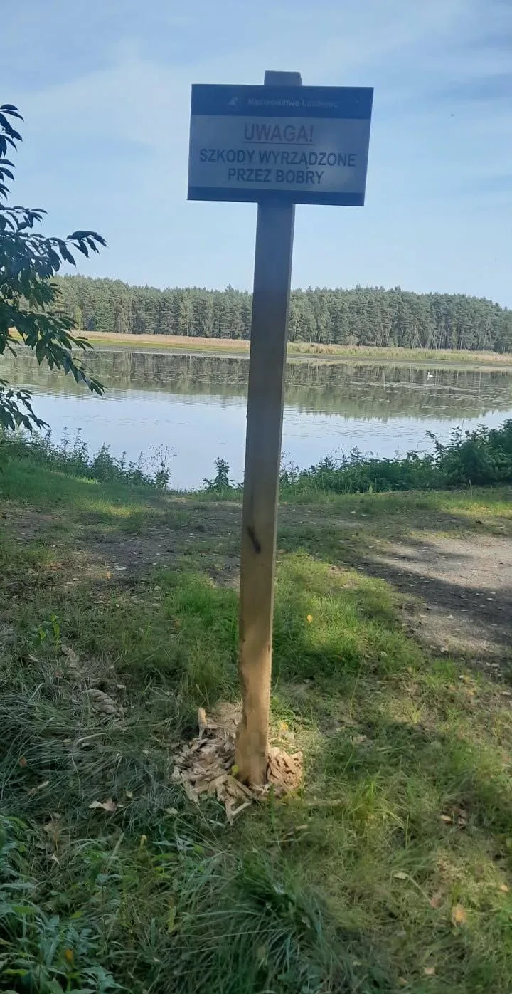 🦫Польские бобры подняли бунт и пошли против властей.
