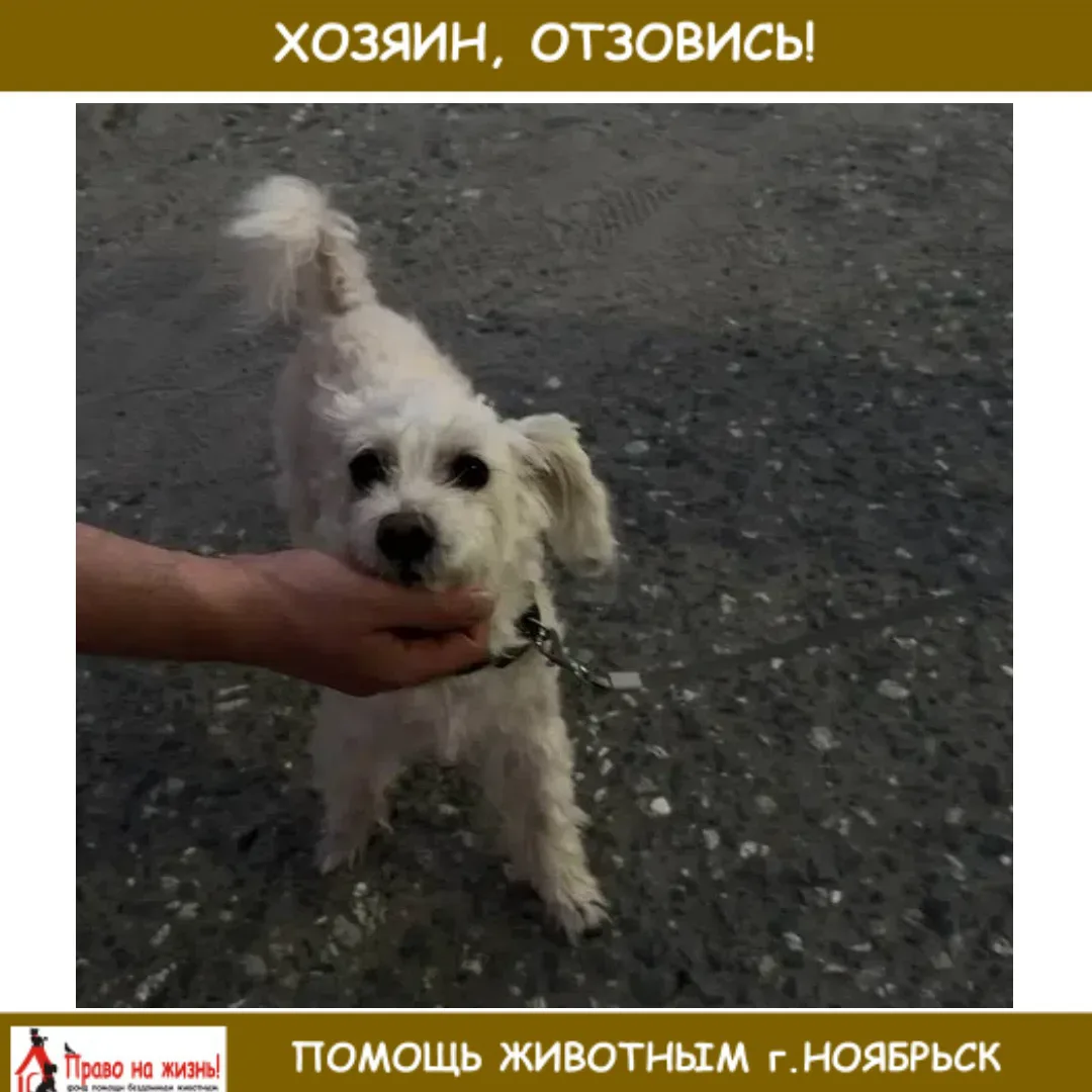 Найдена собака. 
89803775189 Елена