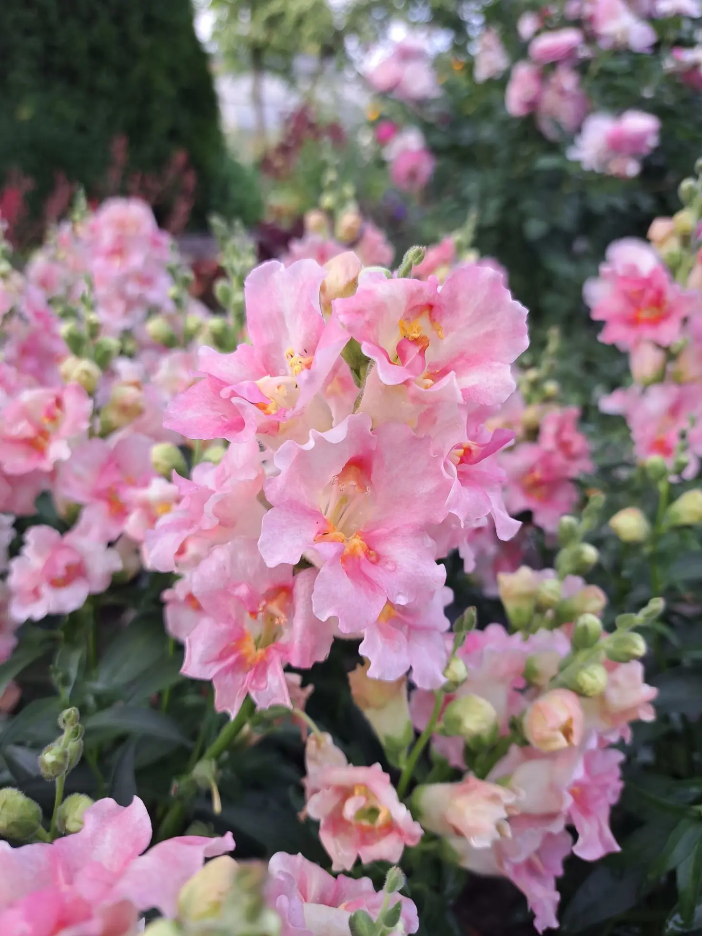 Всем здравствуйте! Львиный зев радует очаровательным цветением🌱🌺🌼🌸
Настолько неприхотливое, но о