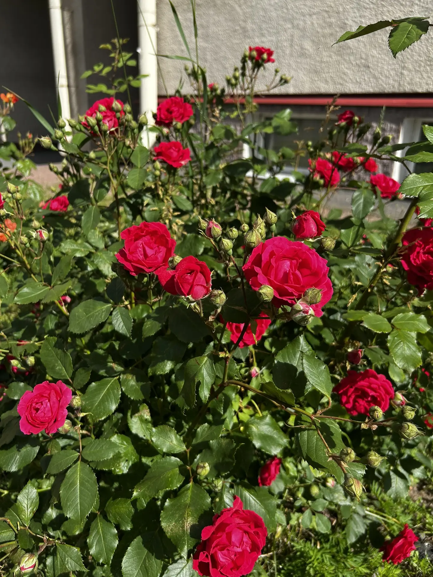 Цветы - это улыбка солнца, которая дарит радость.

https://vk.ru/wall-181741477_5001