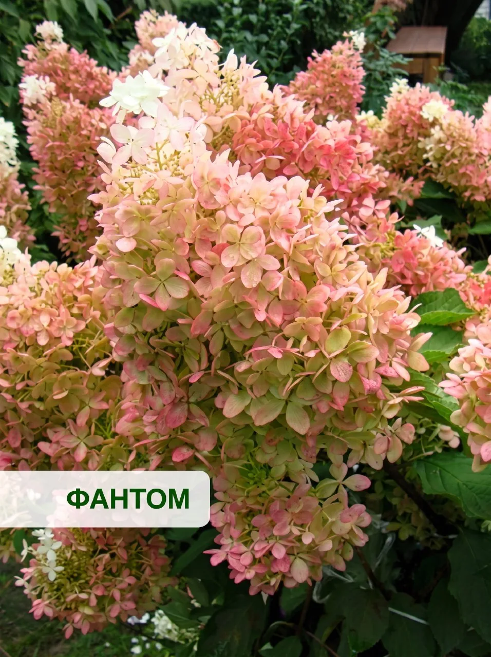 🤩 ГОРТЕНЗИЯ ФАНТОМ: КОРОЛЕВА САДА С ГИГАНТСКИМИ БУКЕТАМИ 🤩