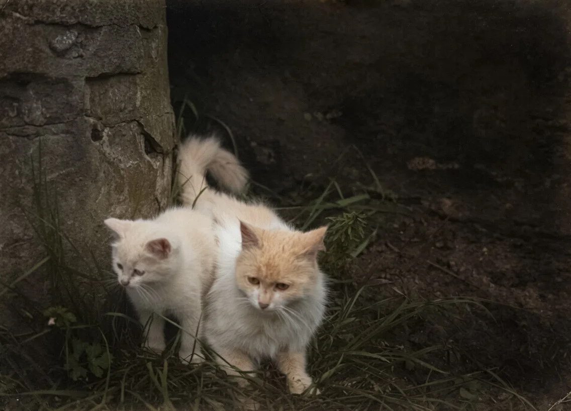 Кошка с котятами, 1937 год. 

Фотограф: Ричард Тепе


👉 BspChannel. Подписаться