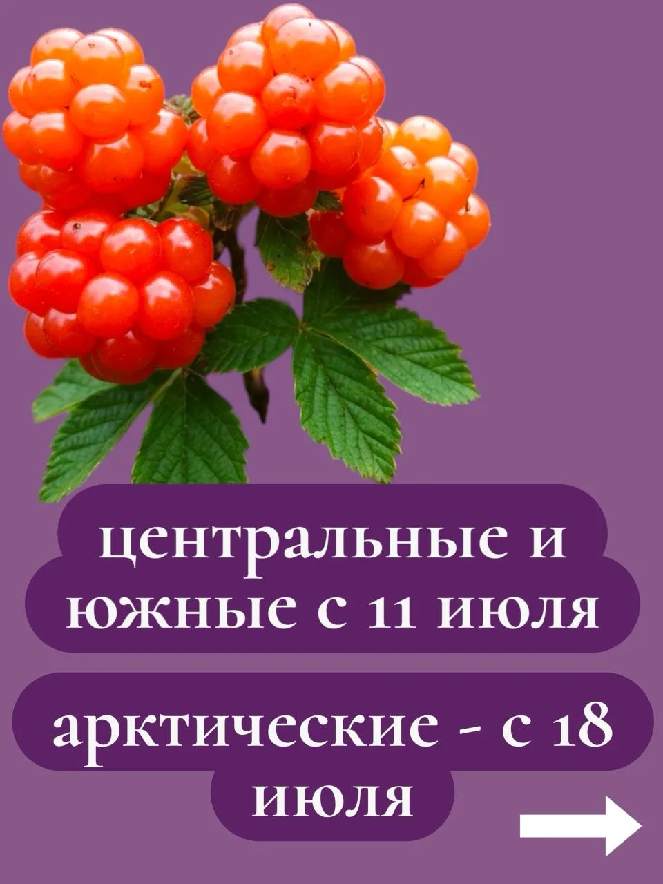 🫐Минприроды Карелии опубликовало официальный календарь сбора ягод. Сроки зависят от то...