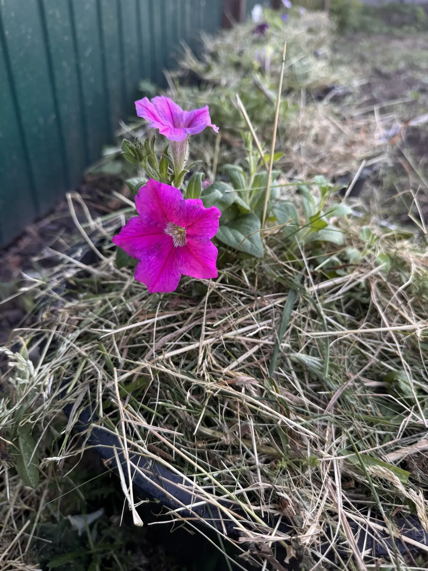 А ещё вчера высадили петунии!🥰🌸