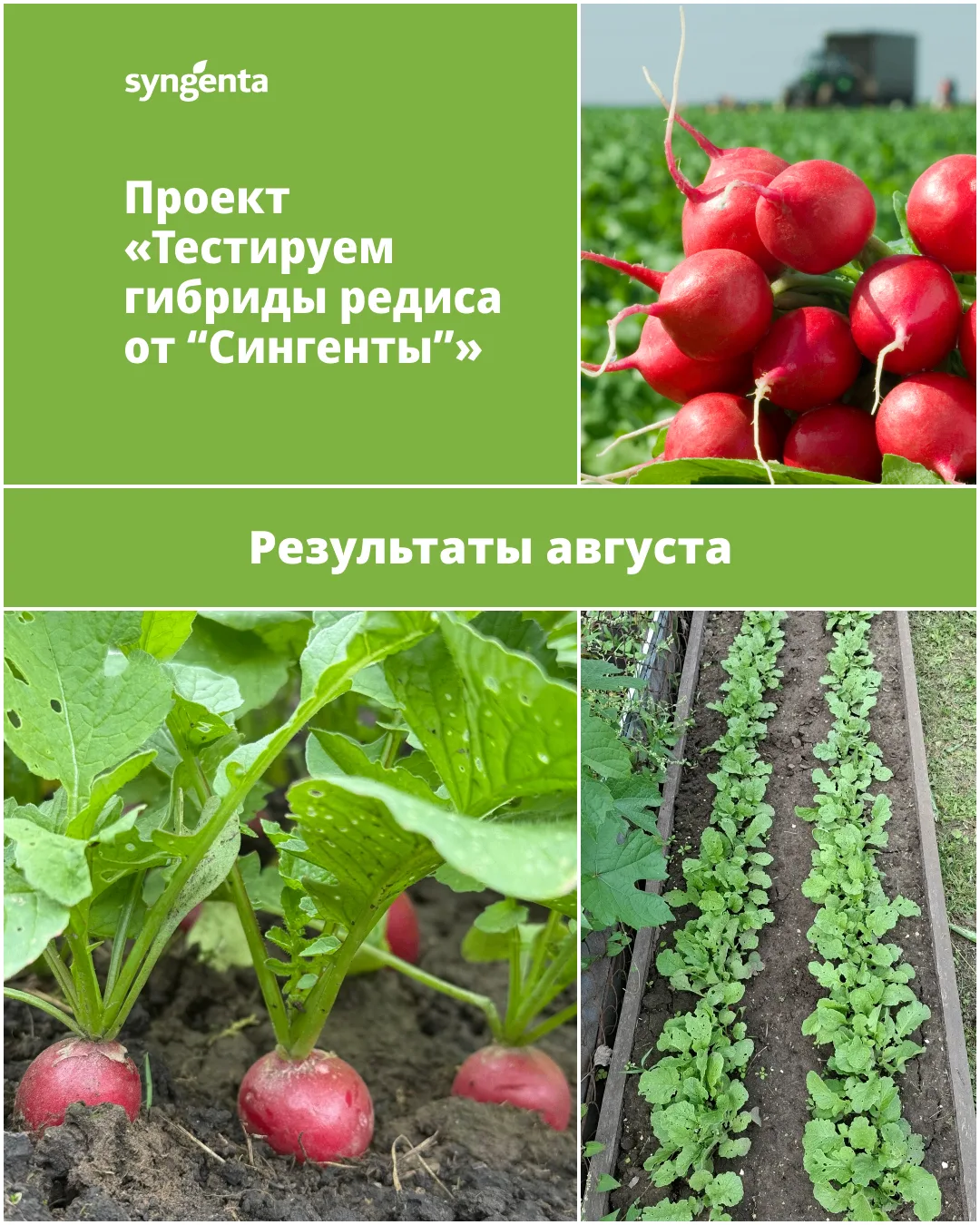 #тестируемсСингентой #тестируемредис_Сингента2026