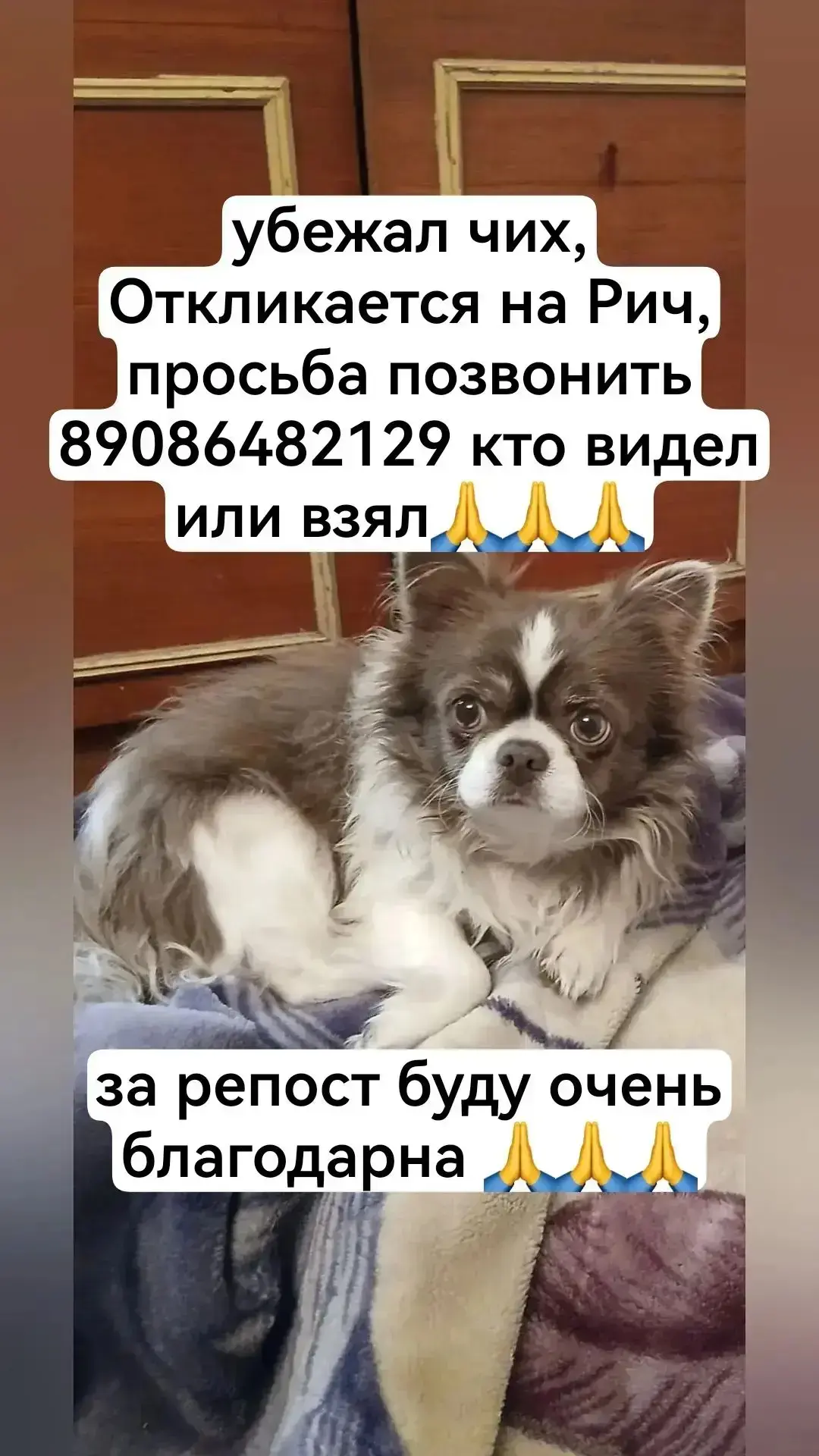 Просьба откликнуться всех неравнодушных и помочь в поиске питомца. Собака потерялась по ул. Кирова (