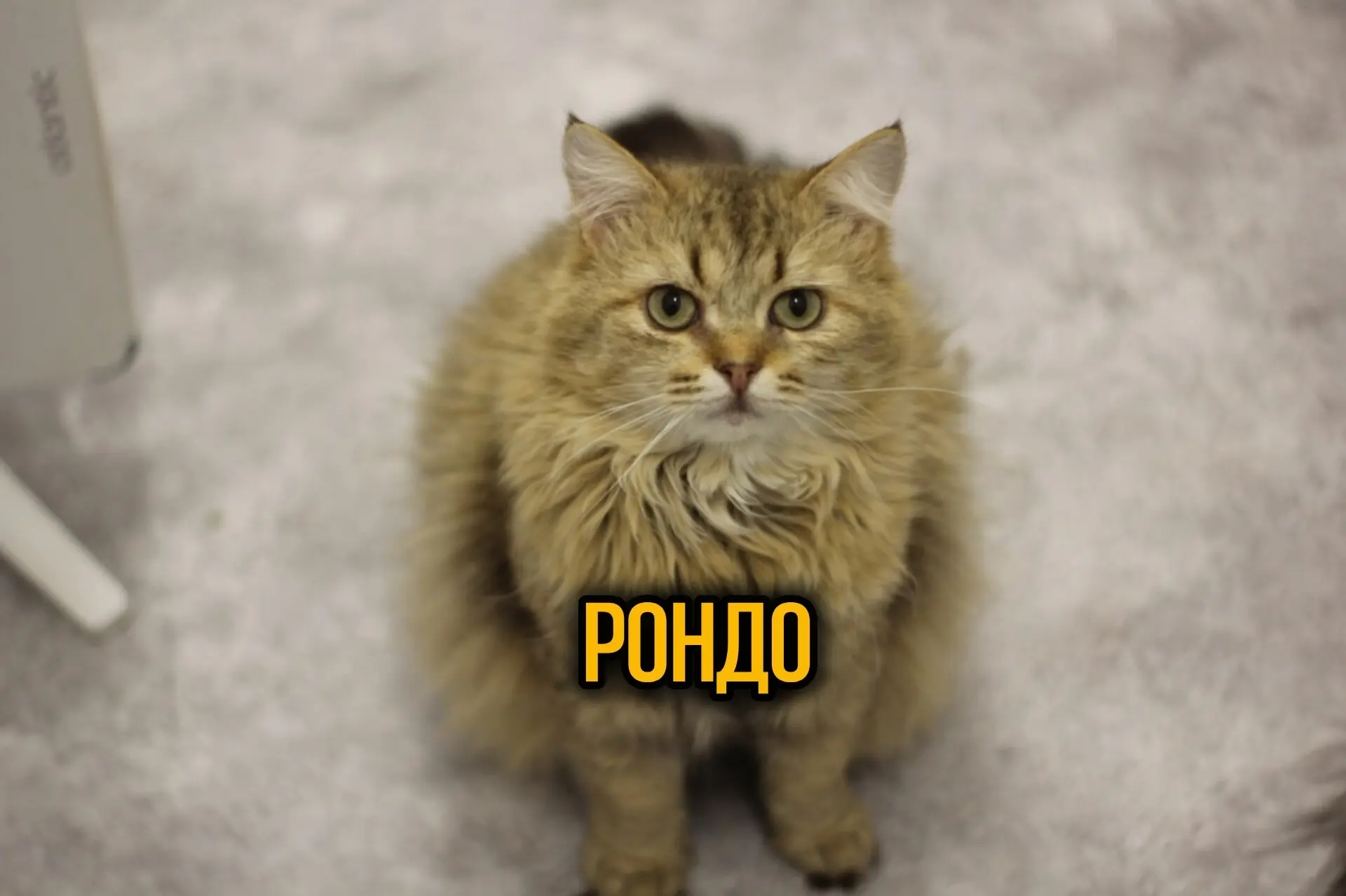Рондо 💛