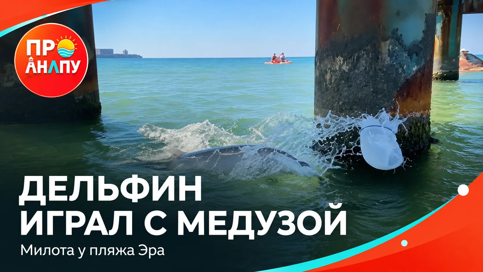 🐬 Дельфин устроил игру с медузой у пляжа Эра в Анапе