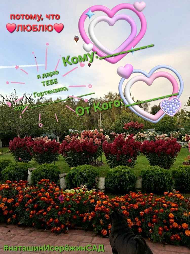 Сделай неожиданный сюрприз  ❤️ЛЮБИМОй/му❤️: 1.Оформи заказ в #наташинИсерёжинСАД  2.В день влюблённы