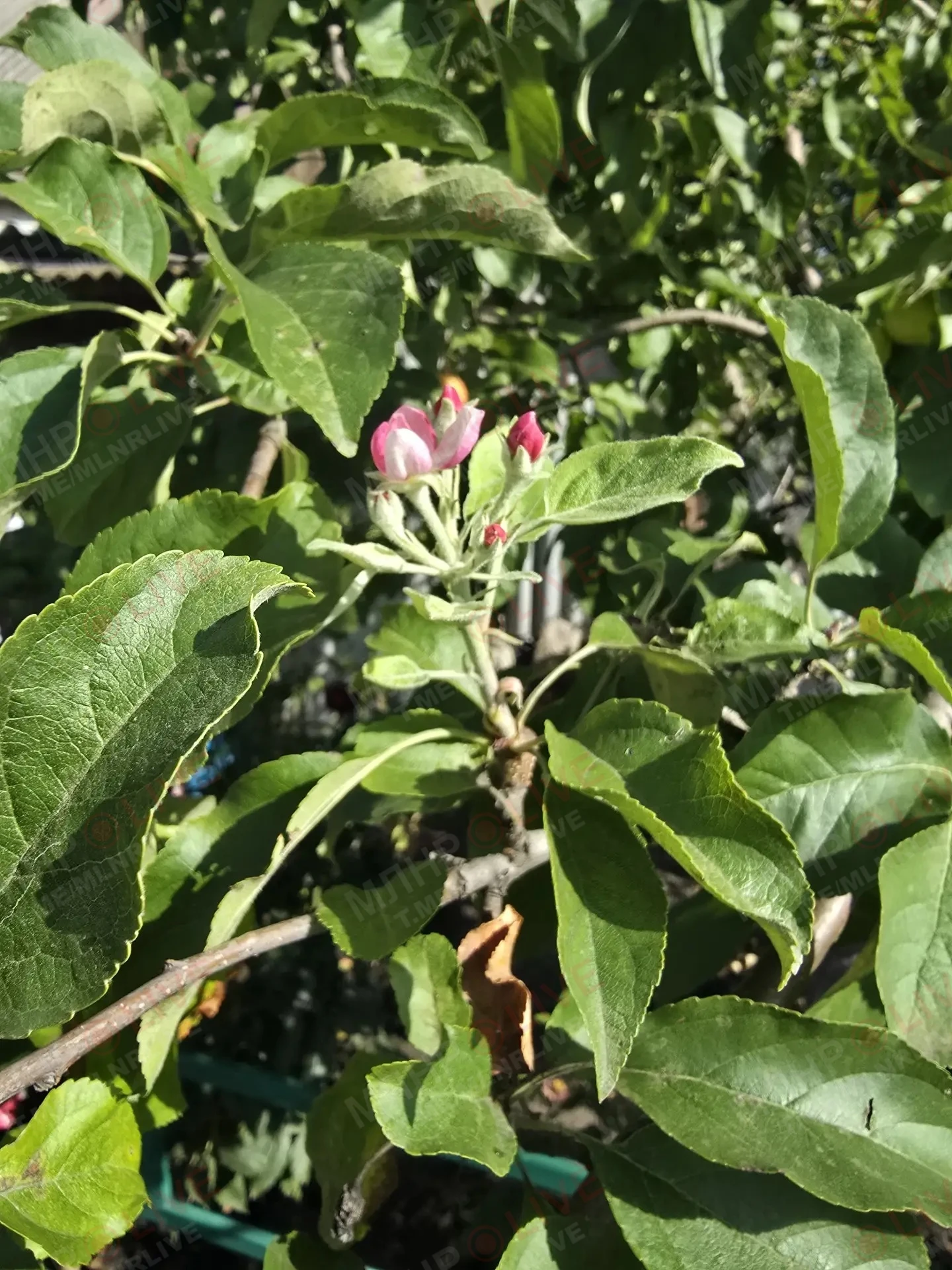 🌸 Это уже какая-то весна — в Луганске снова цветут деревья и кусты.
