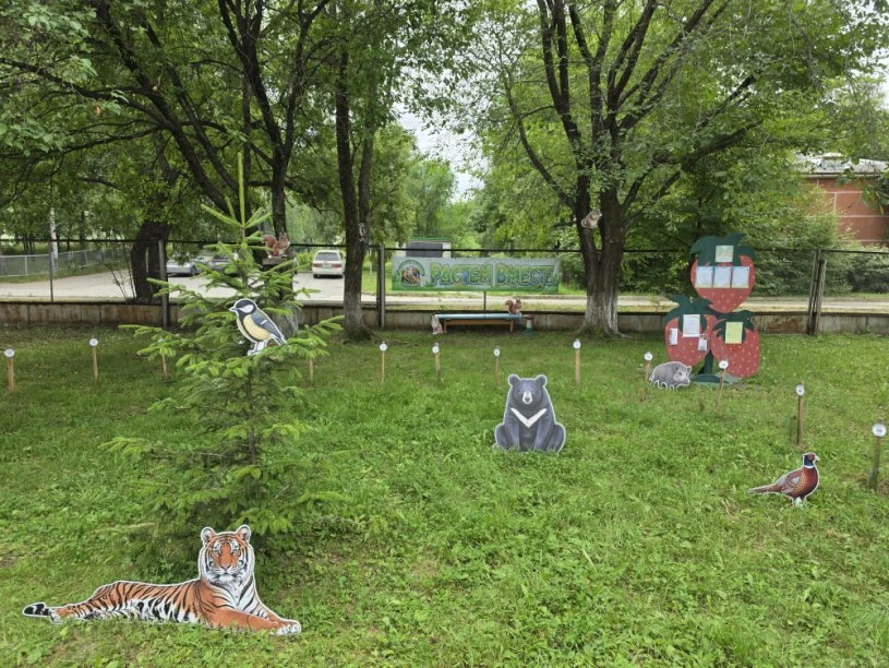 🌳 «Кедровый математический лес»: когда природа учит считать!