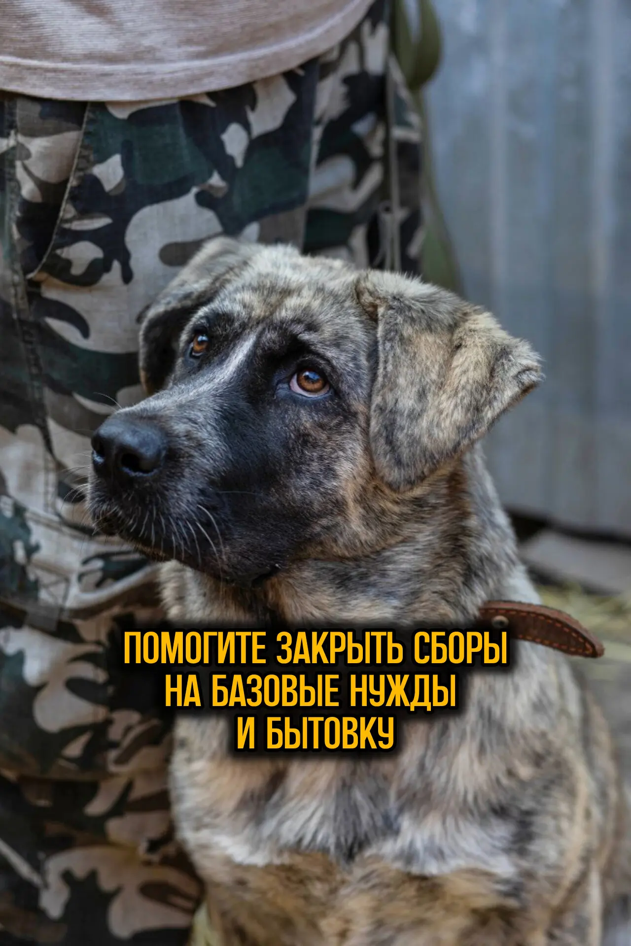 Друзья, помогите пожалуйста закрыть сборы на базовые нужды и бытовку собачкам!

В этих сборах остало