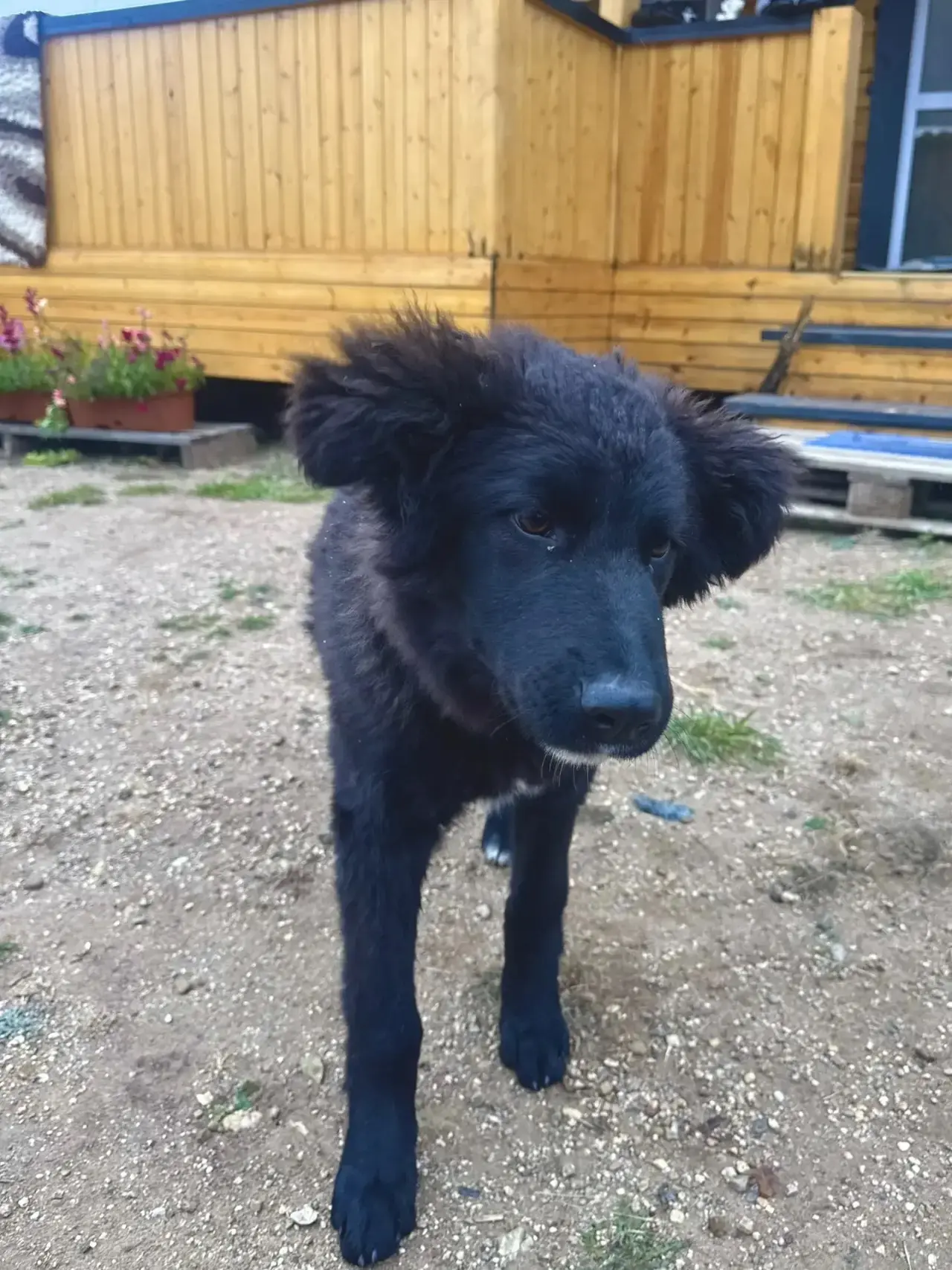 ‼️СРОЧНО‼️  🐶