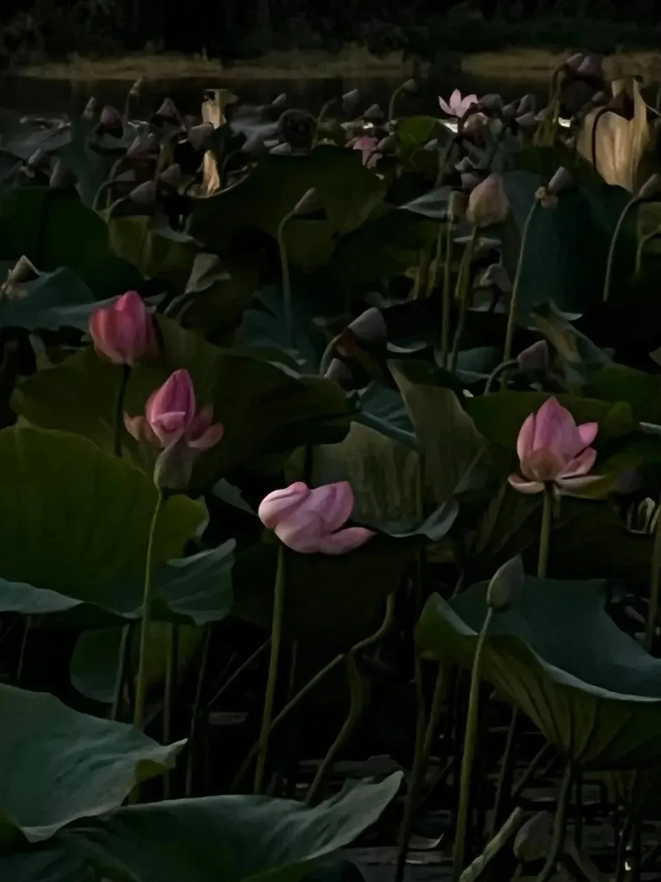 🌺Августовское раннее утро с  анапскими лотосами.