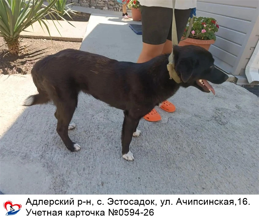 22.08.2026 был отлов собак по адресам: