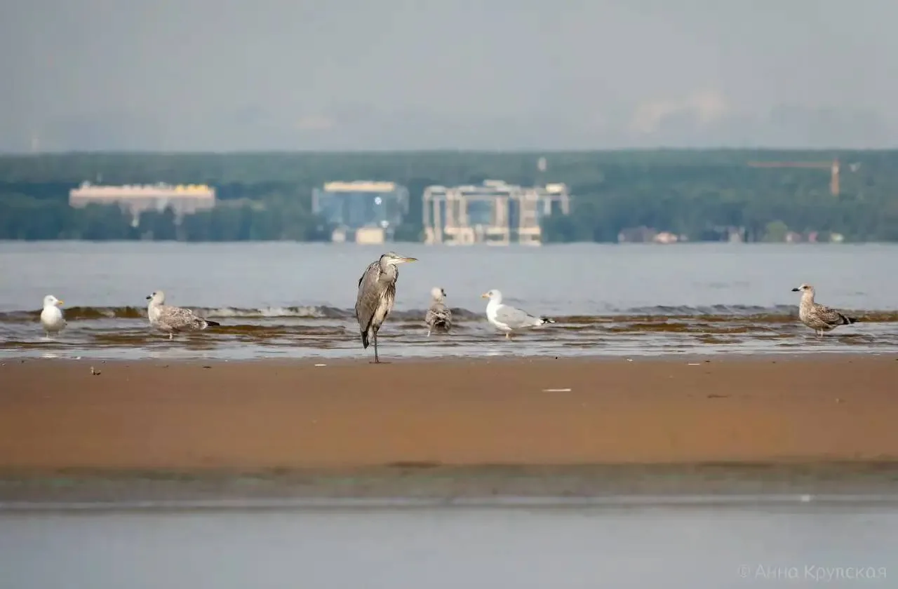 🕊  Серая цапля на Финском заливе