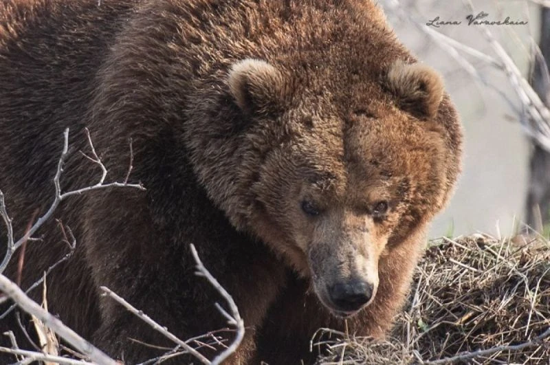 🐻 На Камчатке за неделю ликвидировали 11 опасных медведей