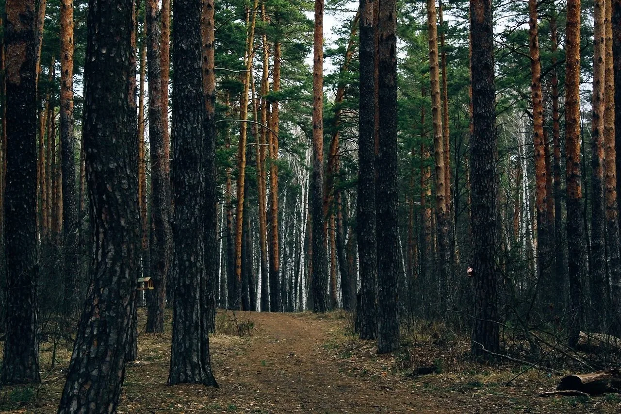 🌲 Тамбовская область станет участником всероссийской экологической акции «Сохраним лес...