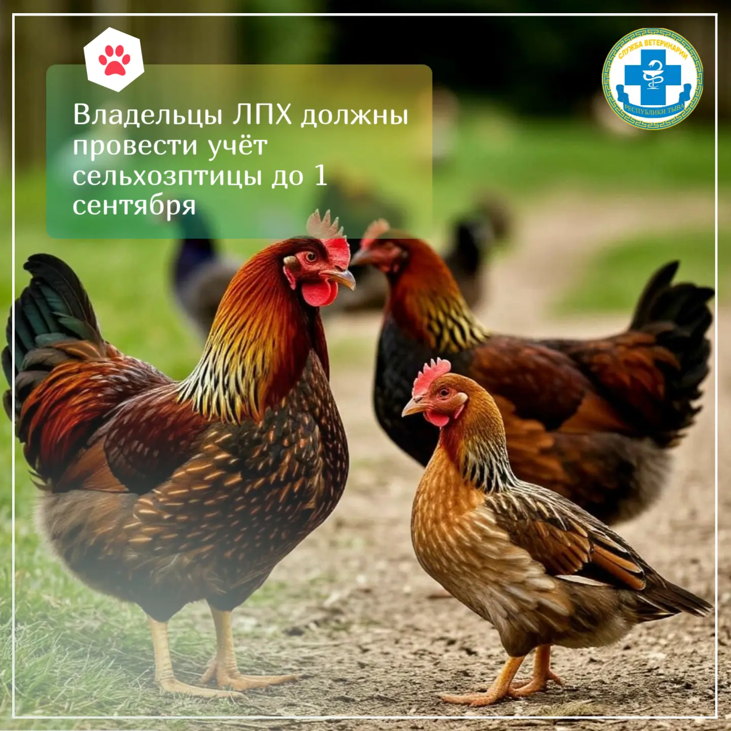 🐓Владельцы ЛПХ должны провести учёт сельхозптицы до 1 сентября