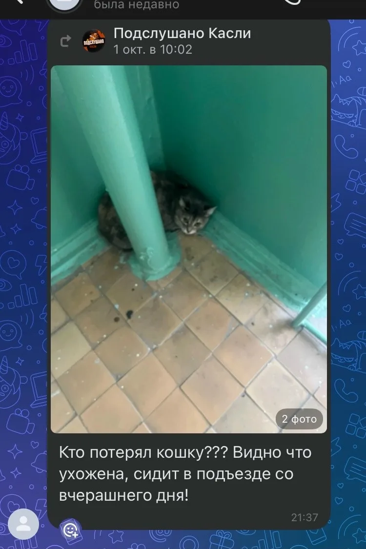Привет всем! Кто кошку выкладывал фото в подъезде с зелеными стенами. Это моя кошка. Ну...