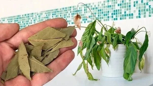 🍃 Киньте лавровый лист в горшок с комнатным цветком