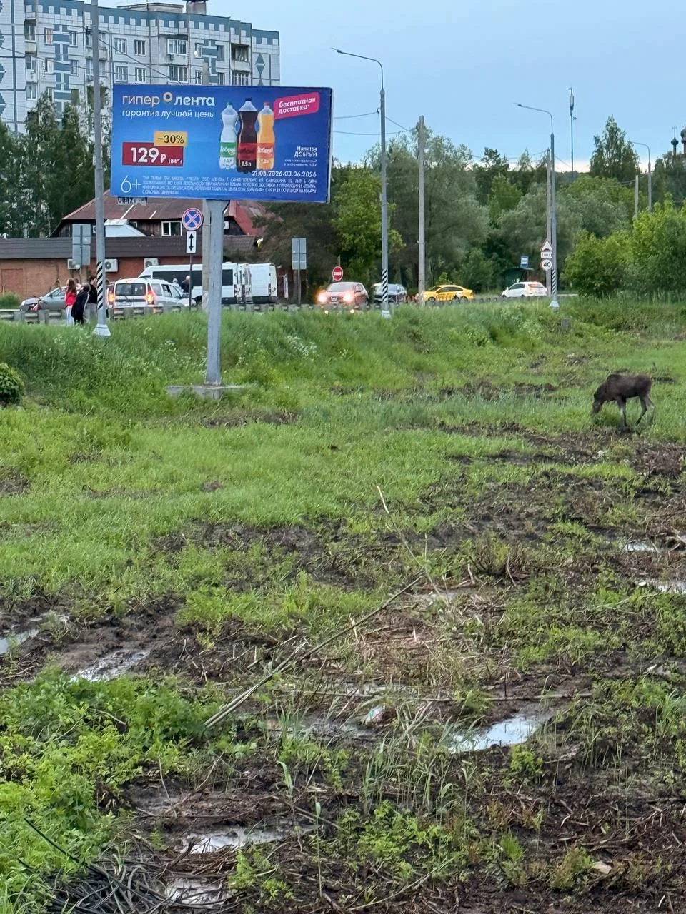 🫎 Лоси продолжают брачный сезон