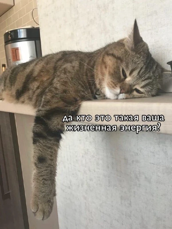 Мемы каждый день • Подписаться