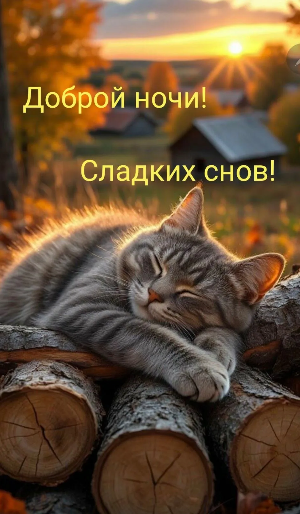 ✨ Открытки и Поздравления