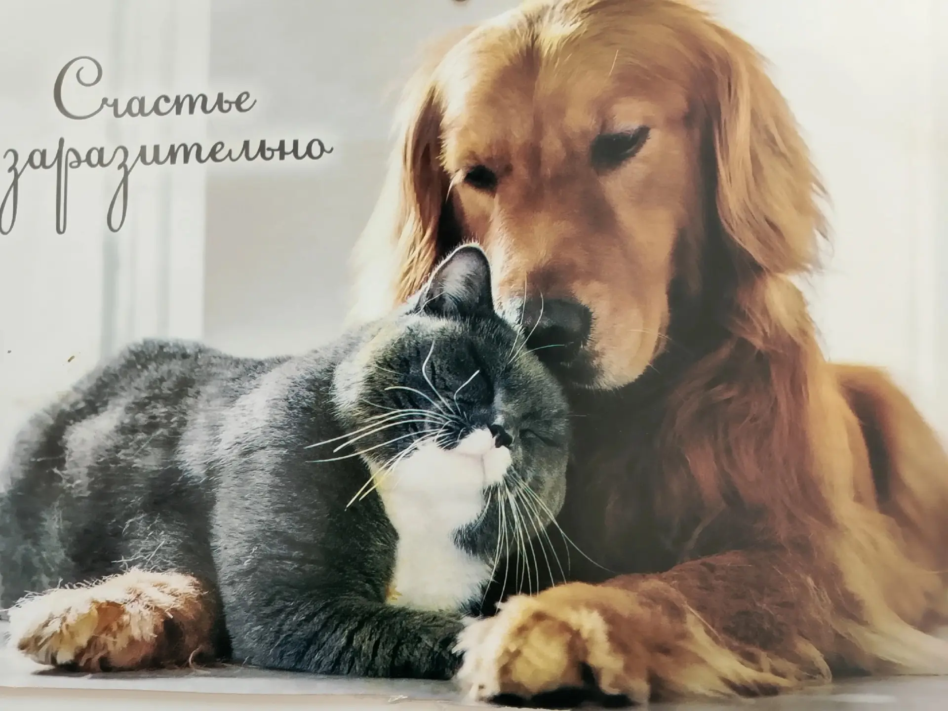 🎉 Ко Дню защиты животных — доброе дело вместе! 🎉